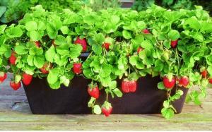 Året rundt friske bær: hvordan man dyrker jordbær i hjemmet