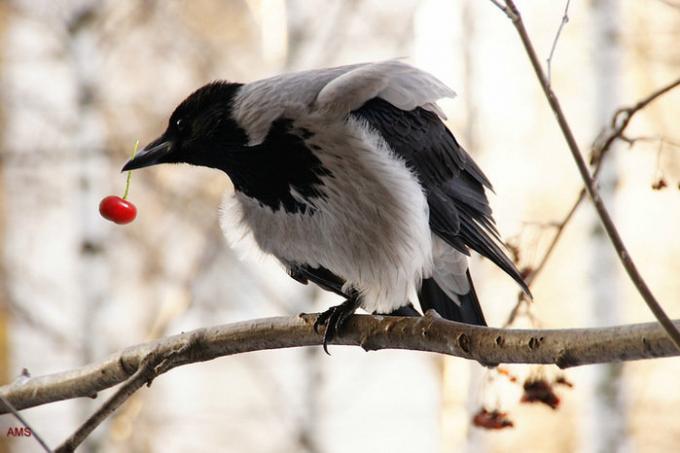 Krager og husskader er meget ligesom at spise bær. Illustrationer til en artikel taget fra internettet