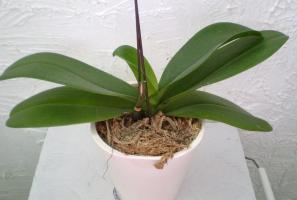 Hvorfor ikke blomstre orkideer: hovedårsagerne