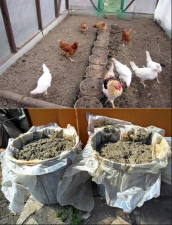 Den korrekte anvendelse af kylling gylle i haven vil øge høsten