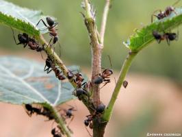 Hvordan kan jeg slippe af med myrer og på samme tid til at gøde planterne