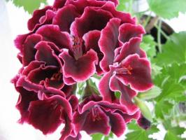 Royal Pelargonium: regler for dyrkning og pleje