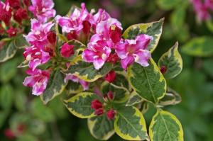 Hvad er bemærkelsesværdige buske Weigel? Sådan oprettes en lyserød udstyrsstykke i landet - 2 til 1 blomstring sæson