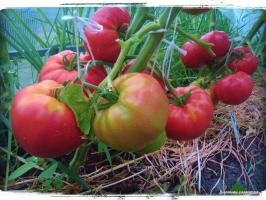 5 bedste sorter af tomat til drivhus og åben mark