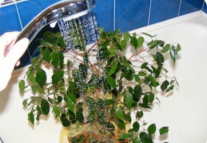Ficus benjamina er ikke behageligt, og overløb, og tørke: bladene vil folde det samme! Foto: krrot.net