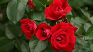 Gødskning og vanding af roser til en lang blomstrende