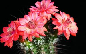 Den hyppigste årsag til, at den kaktus ikke blomstre og hvad de skal gøre for at smart blomstrede
