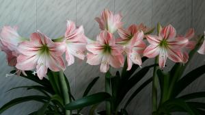 Hippeastrum og Amaryllis: Hvilke forskelle bedøvelse planter