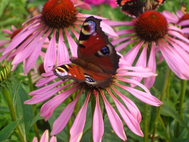 Butterfly sad på echinacea