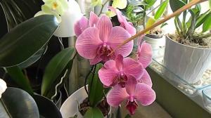 Fugtighed ved orchid dyrkning