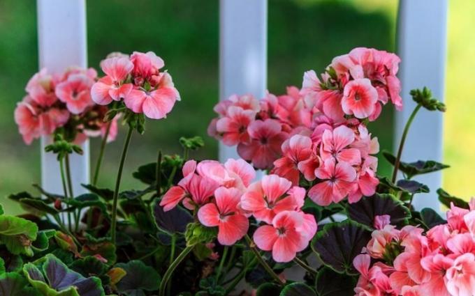 Den største fordel ved de hjem pelargonier - en storslået flor lige krævende! (Geraniumguide.com)