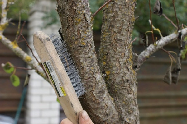 Jern børste vil hjælpe med at forberede træet | Have & Gartneri