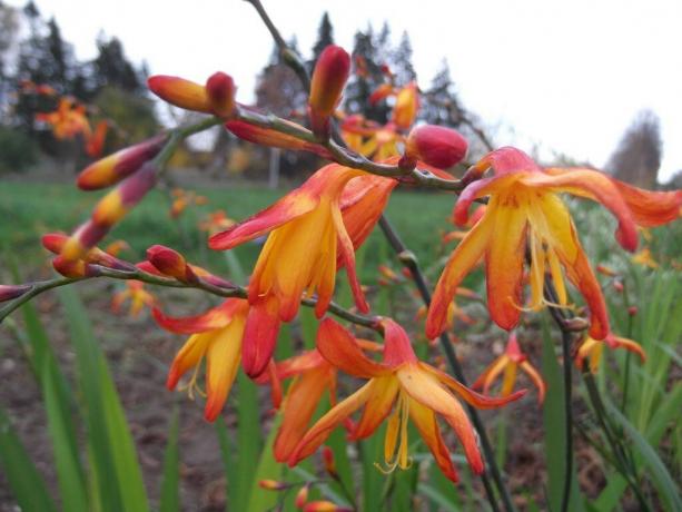 Sommetider denne plante kaldes "japansk gladiolus". Foto: sornyakov.net