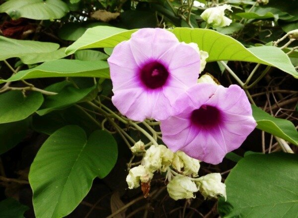 Hawaiian Rose - et stof der ligner LSD | ZikZak