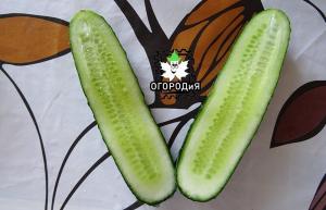Sandheden om frø af drenge og piger fra agurker
