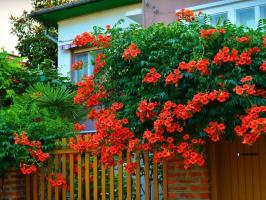 Top Curly blomster til haven