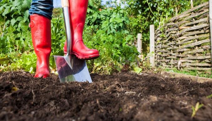 Fordele og skadelige virkninger af at grave jorden i området | Have & Gartneri