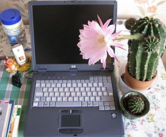 Cactus ved computeren. Foto fra internettet