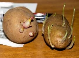 Hvorfor er spirer fra læggekartofler så tynd som strenge.