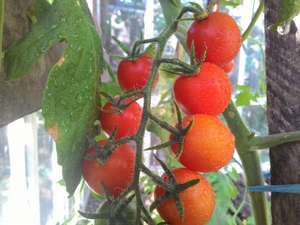 Modning tomater - fryd for øjet! (Mojateplica.ru)