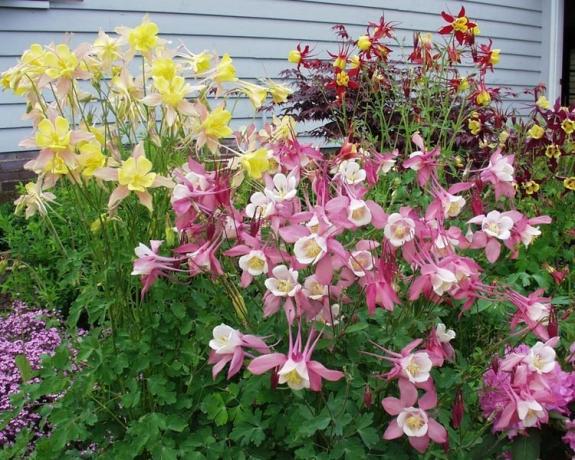 Der er klart synlige lange Spurrier Aquilegia