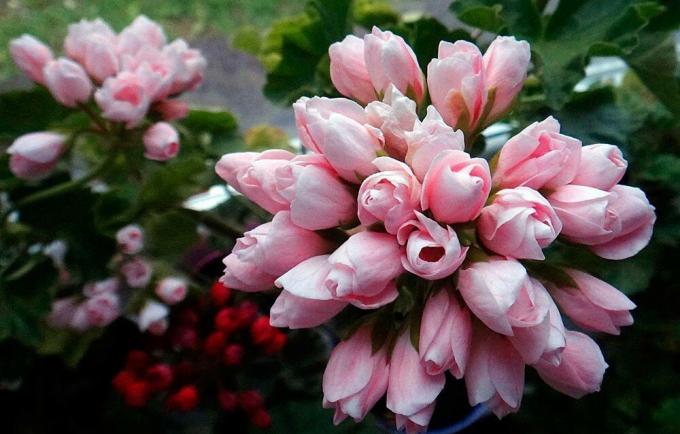 Delikat bouquet af tulipan geranium