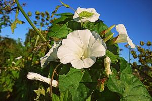 Kalistegiya - blomstrende rose vin eller fransk