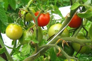 Tomater blomstrer, og æggestokkene ingen. rette op på situationen