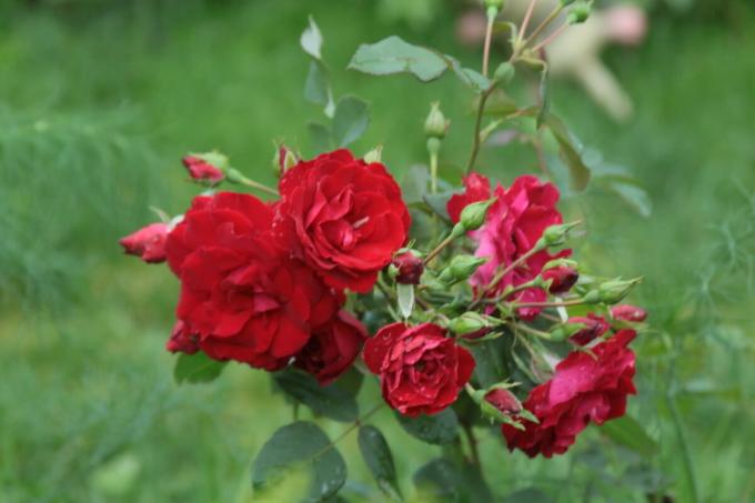 Rose Canada `