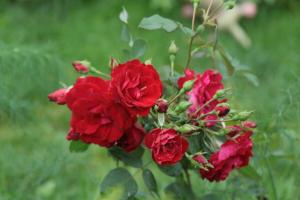 Den canadiske rosenhave er gode til russisk (især i kolde områder)
