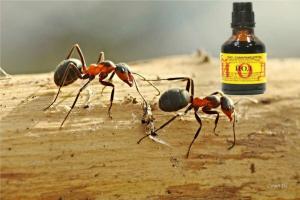 Jod ved at fjerne myrer