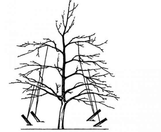 Ordningen af ​​hvordan man binder grenene på jorden
