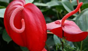 Scherzer Anthurium. Hvordan man kan opnå kontinuerlig blomstring