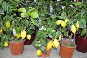 Hvordan at vokse frugtsætning citron og mandarin fra en sten