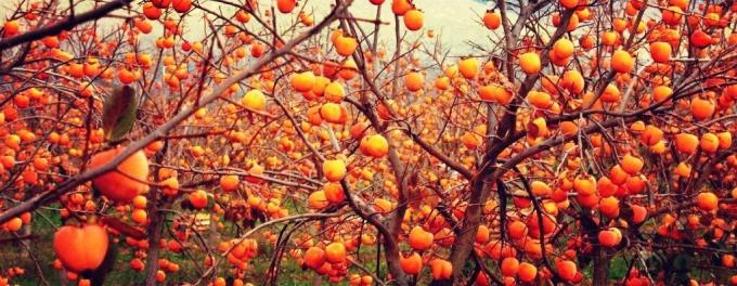 Persimmons vokser på træerne, men det anses for en bær | ZikZak