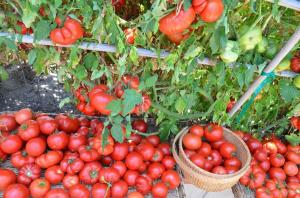De nederste blade, jo højere udbytte af tomater (specialfunktion gødskning og vanding)