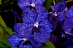Blue Orchid: hvad er hemmeligheden? Nogle finesser af dyrkning