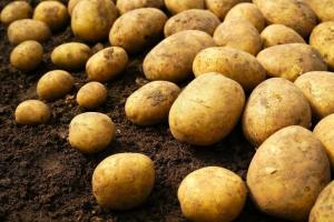 Kartofler er ikke længere råd i opbevaring. dingle græs