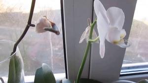 Årsagerne til at falde ned knopper i orkideer