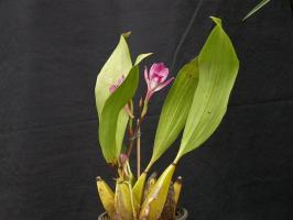 Duftende Orchid bifrenariya - tør rejse en skønhed? finesser af dyrkning