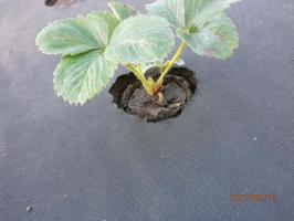 ⚡Ostatsya fordel: plantning jordbær på sort fiber. Hvordan og hvorfor
