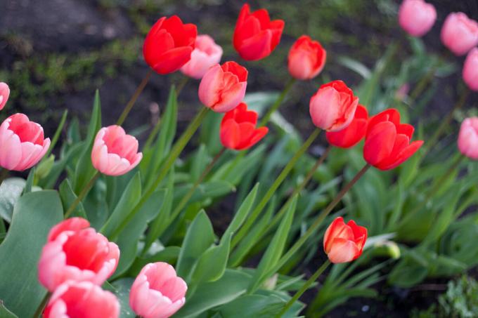 Jeg bliver enkle sorter af tulipaner (se foto), men planen til orden med lys lilla frynser. Hvis jeg kan finde!