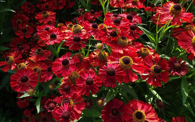 sorter helenium