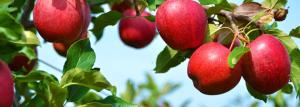 Æbletræ - landbrugets tekniker og biologiske egenskaber
