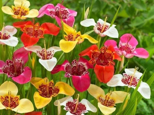 Lyse blomster - eye candy. Foto til artiklen taget som illustrationer fra internettet