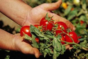 6 hemmeligheder: tomater er lækre, saftige og store