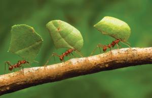 Munk mod myrer - billig, men effektiv