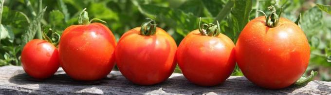 Friske tomater på bordet er altid den måde!