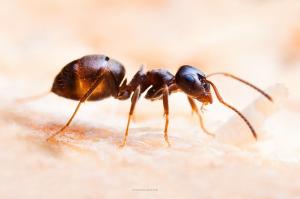 Fra myrer leverer semulje kun ekstra ingrediens