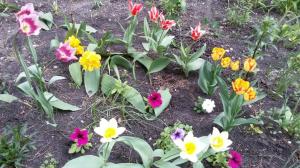 Når det er nødvendigt at grave op tulipanerne efter blomstring